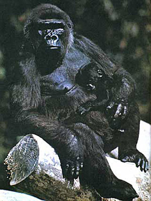 Горная горилла