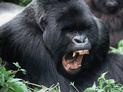 Горная горилла