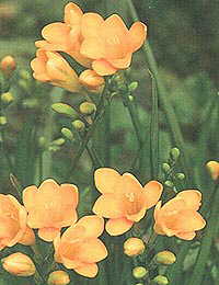 Фрезия - цветок Оми